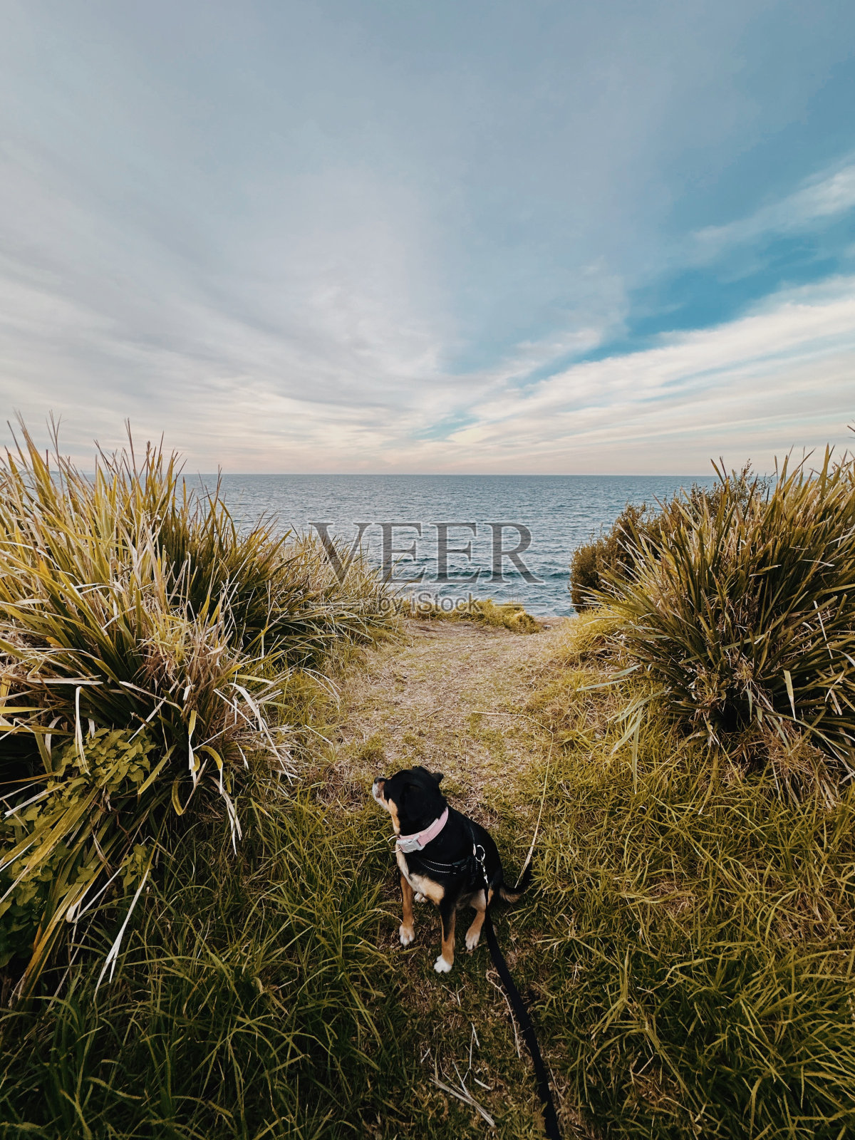 海岬上的狗照片摄影图片