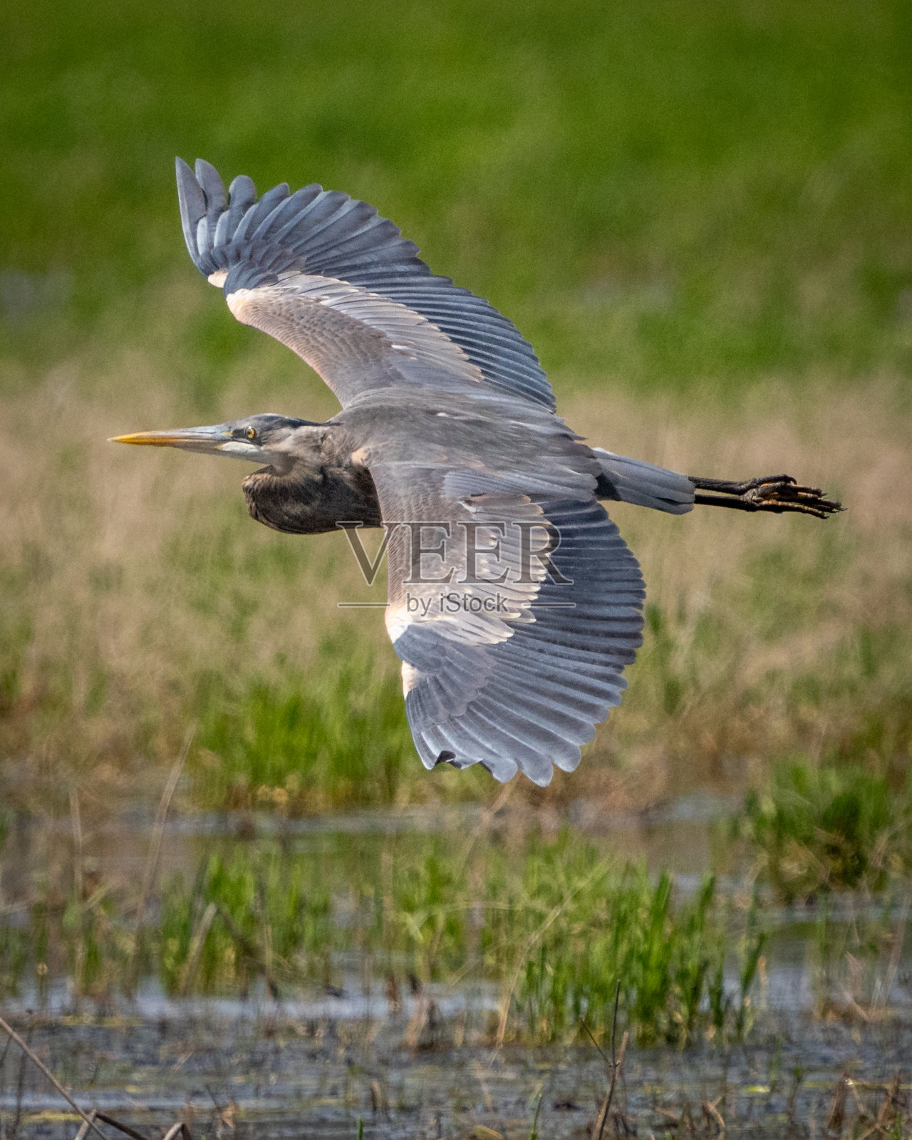大蓝鹭照片摄影图片