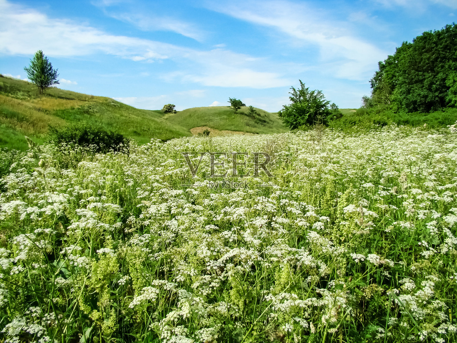 春天的开始。照片摄影图片