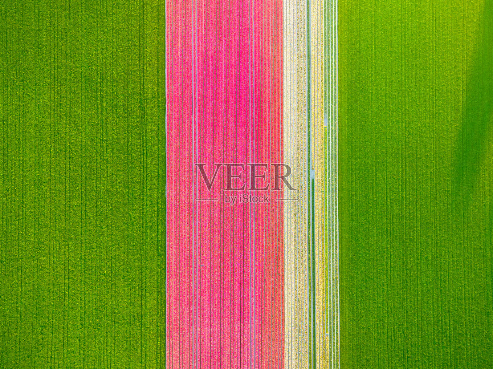 无人机拍摄的郁金香田。荷兰的空中风景。字段上的行。从上面看。农业和种植植物。自然背景。照片摄影图片