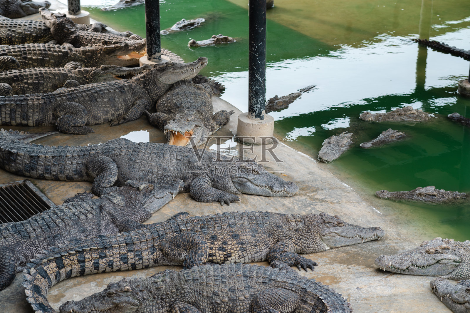 许多鳄鱼在农场里休息。照片摄影图片
