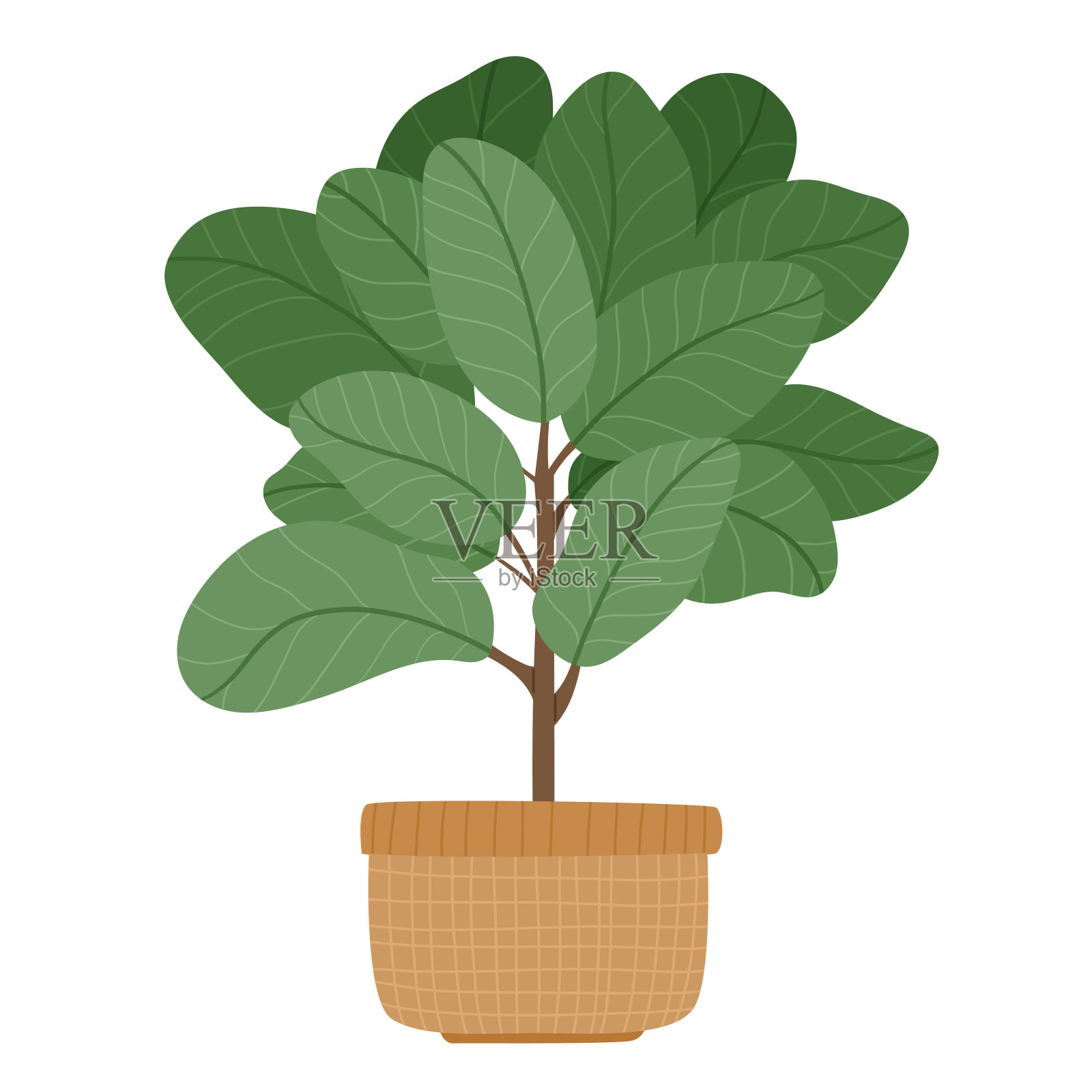 家中种植榕树，大绿植于编织花篮中。盆栽室内植物。带叶子的现代家居树。树叶室内装饰。平面矢量手绘插画图片素材