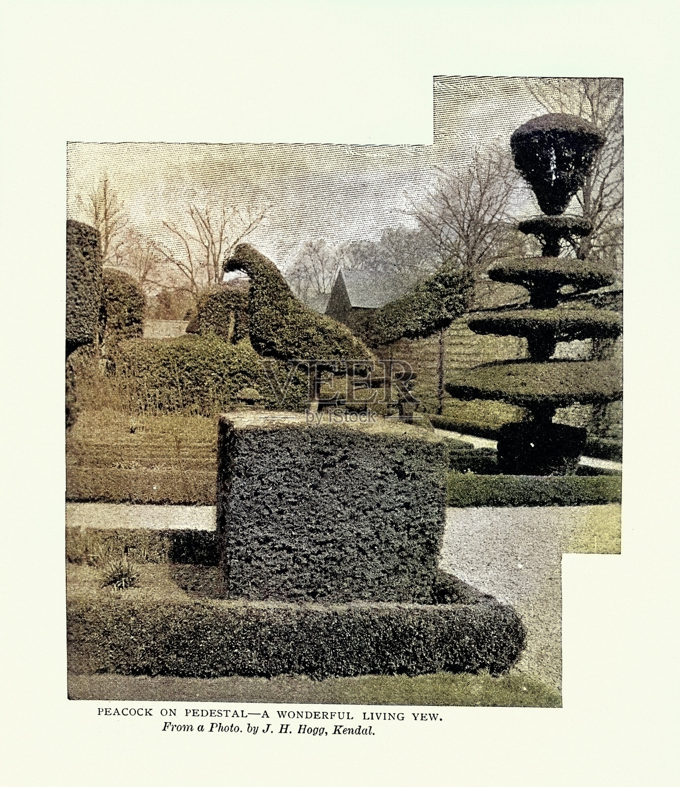 孔雀形的灌木，园艺花园，园艺学和园艺史，出自19世纪19世纪90年代的一张古董照片，插画图片素材