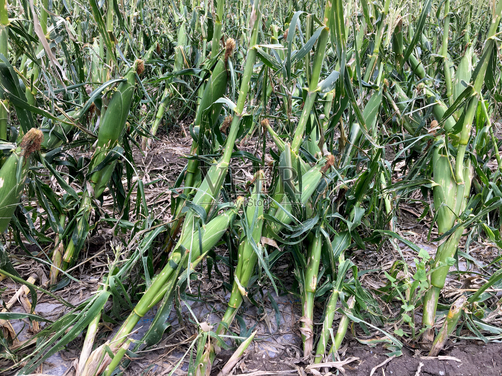 收割前的玉米田受到冰雹和风暴的袭击照片摄影图片