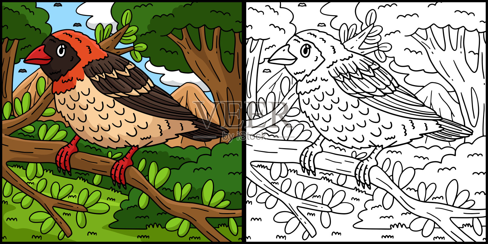 红嘴奎利亚鸟着色页插图插画图片素材