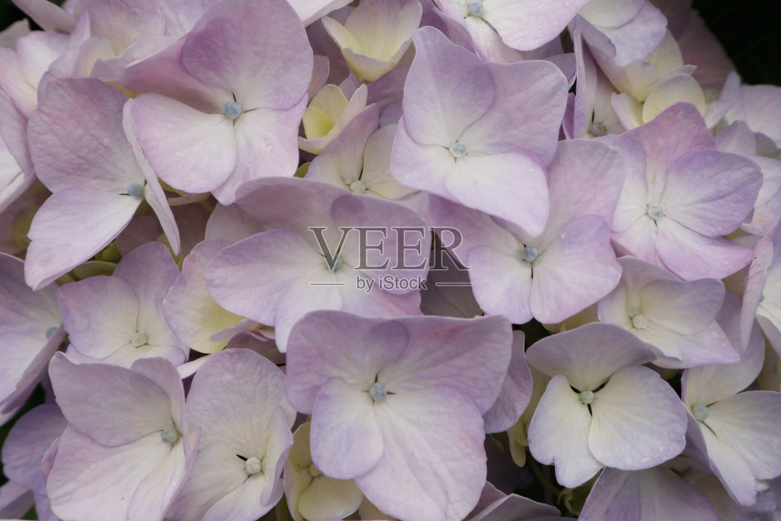 绣球花照片摄影图片