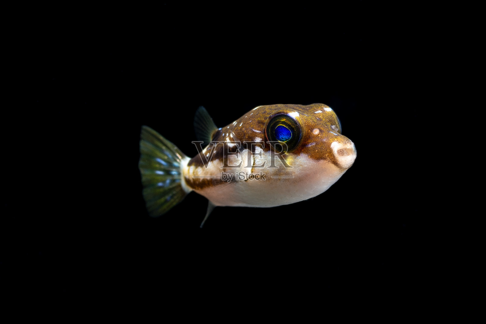 幼鱼(河豚)照片摄影图片