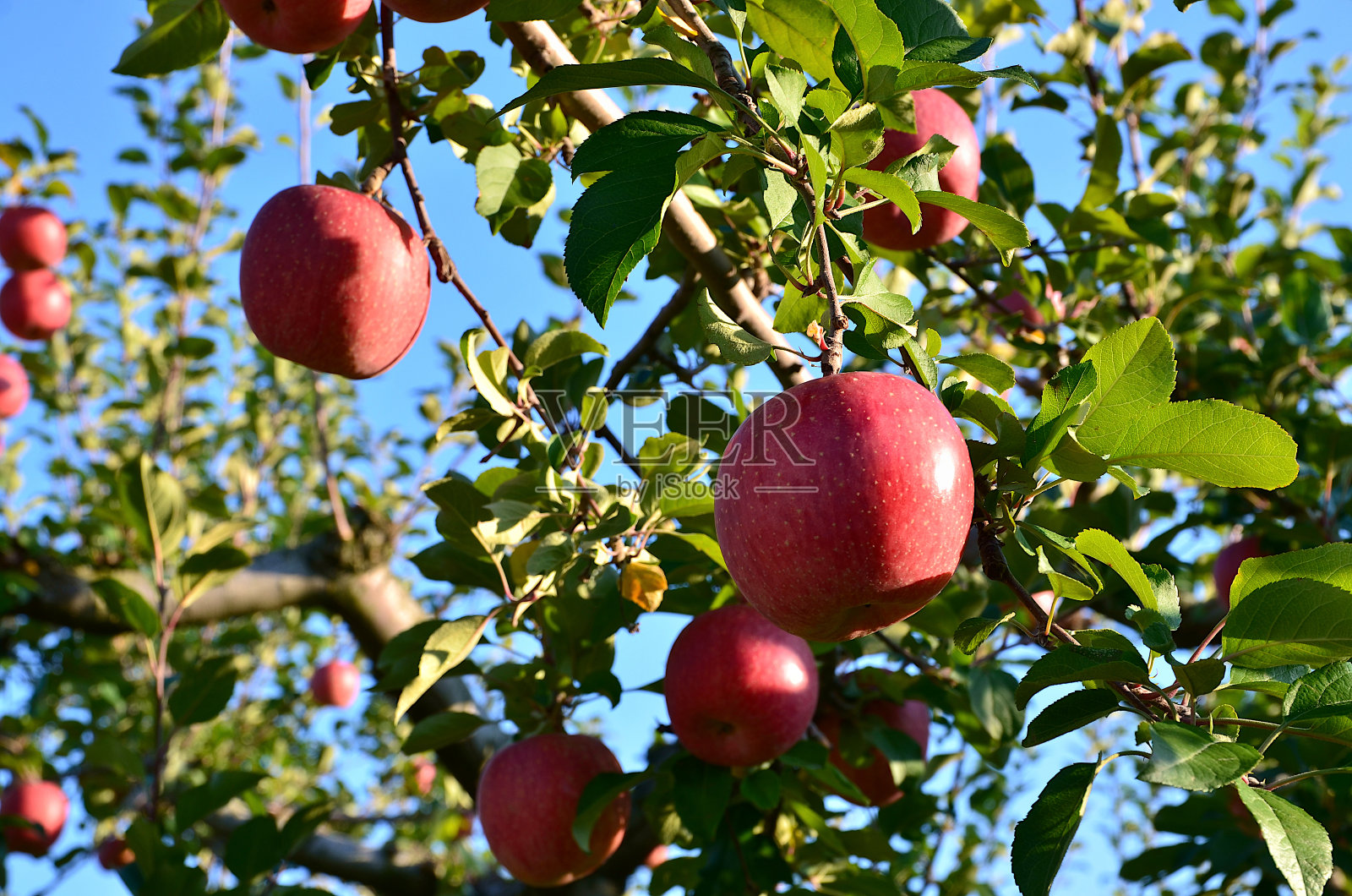 在苹果园里，树上的红苹果准备收割了。照片摄影图片
