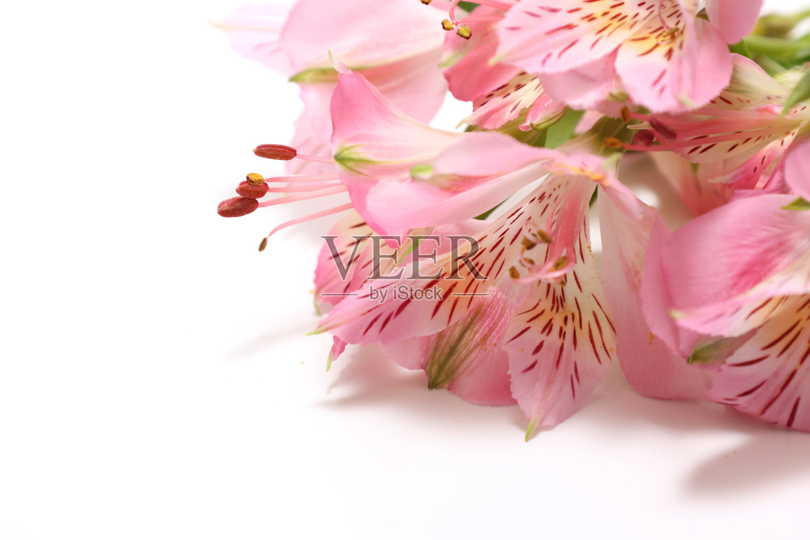 在白色背景上分离的一束花。照片摄影图片