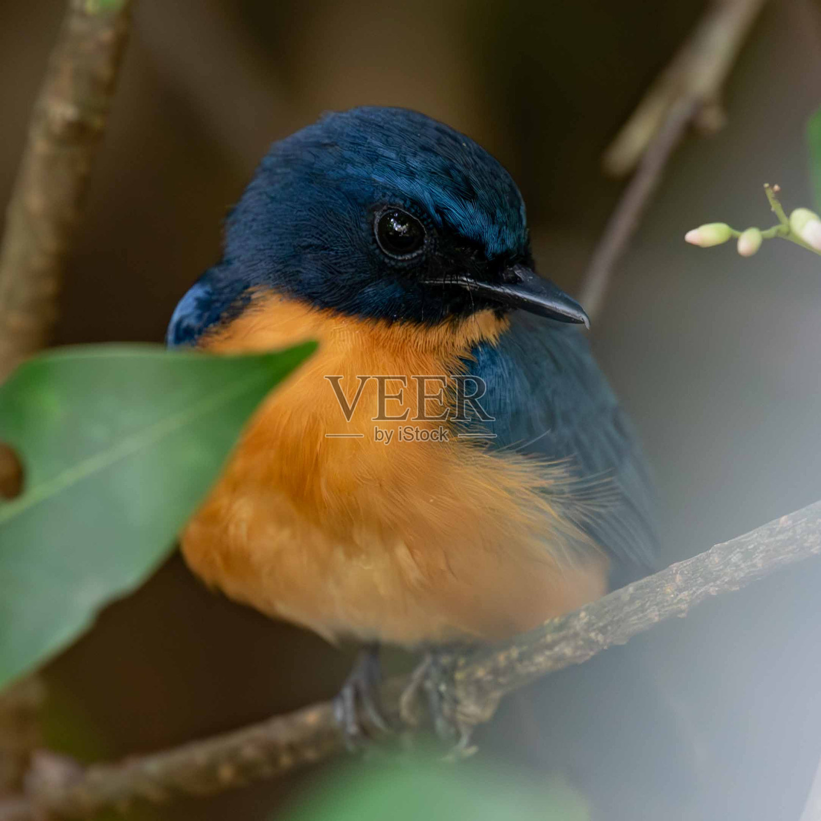 红树林蓝仙鹟照片摄影图片