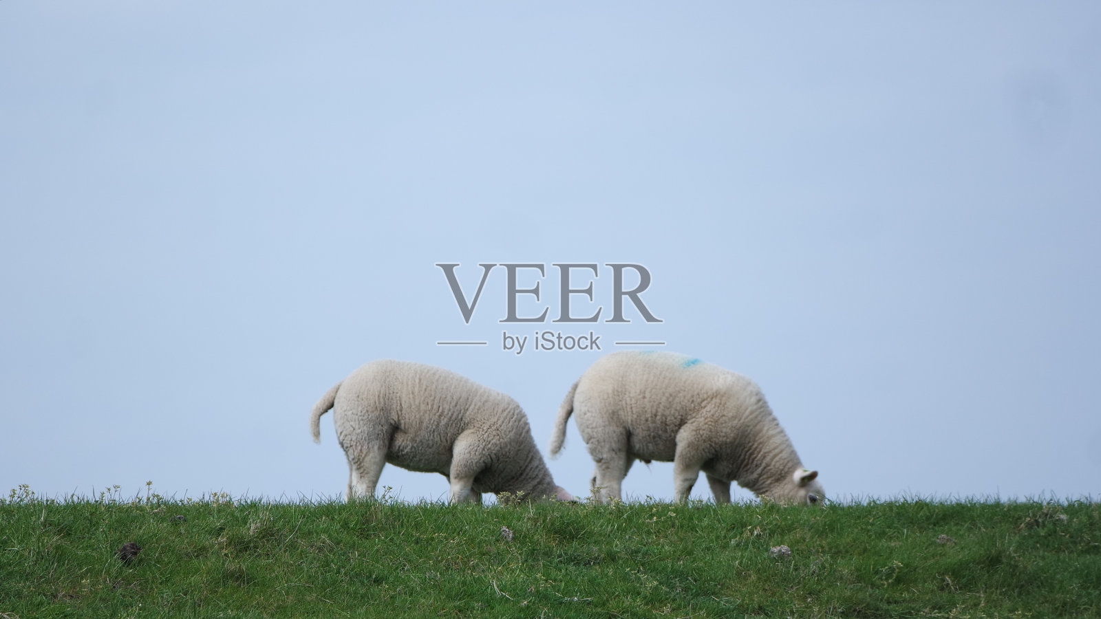 羊在草地上吃草照片摄影图片