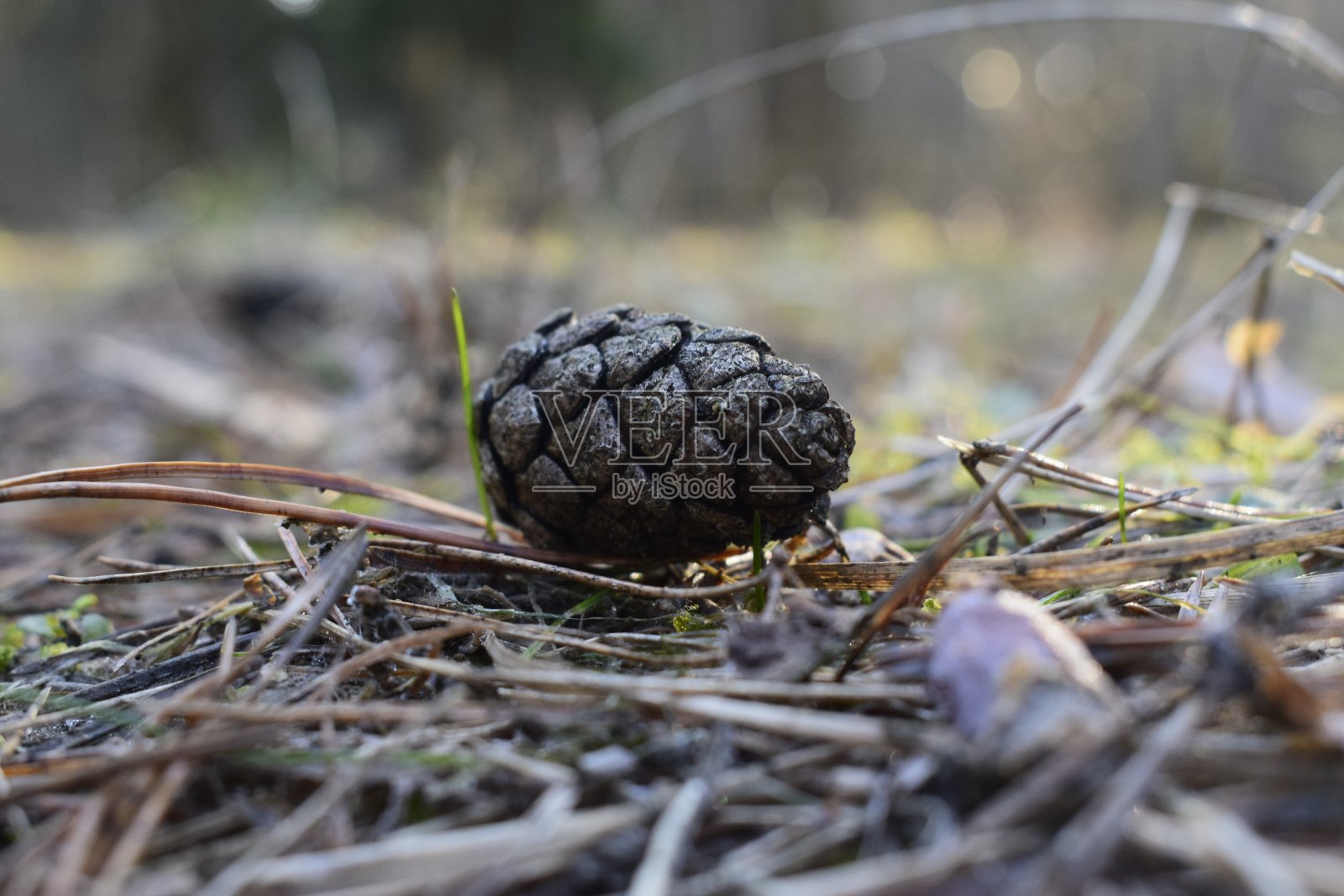 松树的彩色微距摄影照片摄影图片