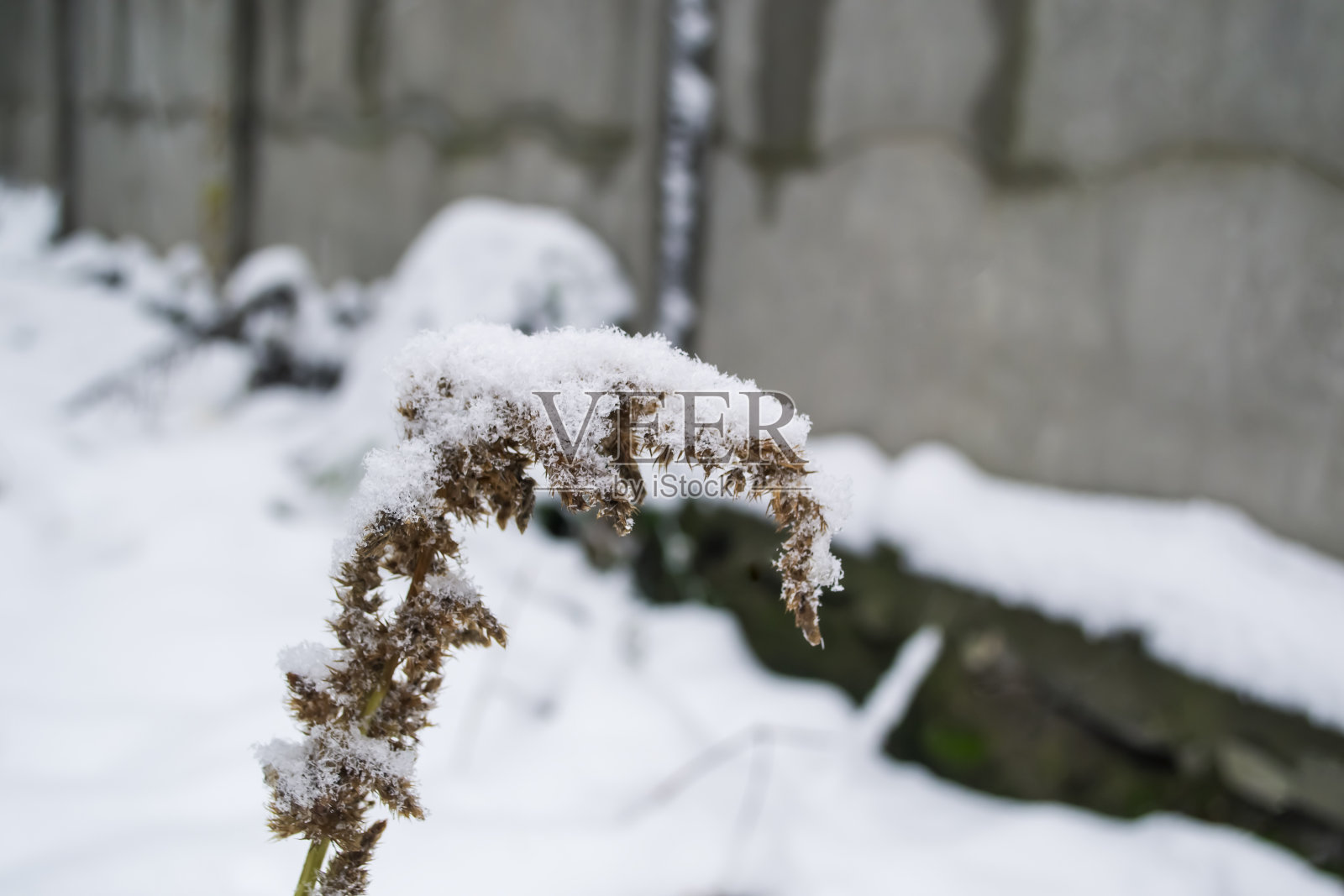 雪下的黄色树枝。雪中第一次结霜。黄色的灌木丛被雪覆盖着。照片摄影图片