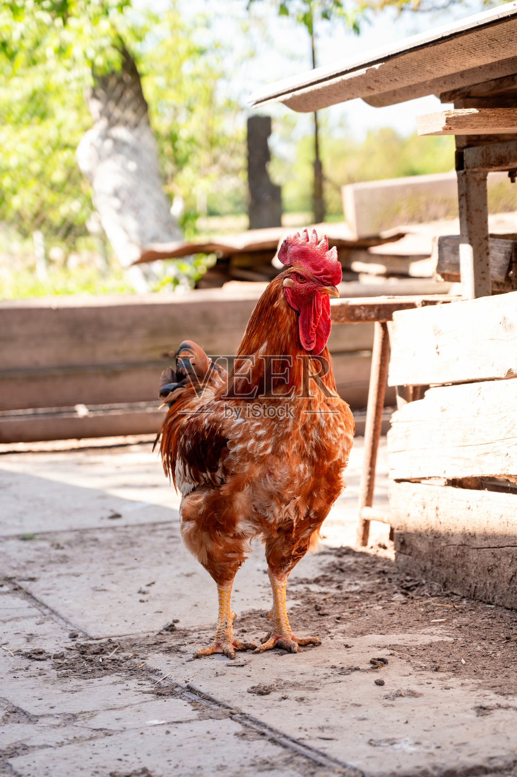 公鸡在乡下房子的院子里。农场动物。照片摄影图片
