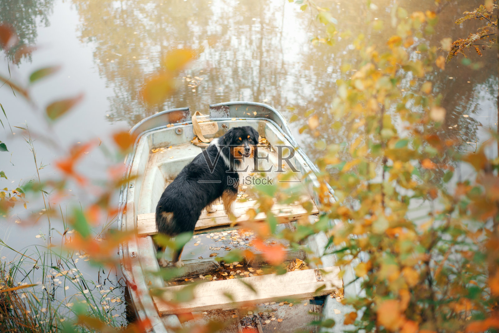 狗在秋天的船上。自然界中的三色旗澳大利亚牧羊犬照片摄影图片