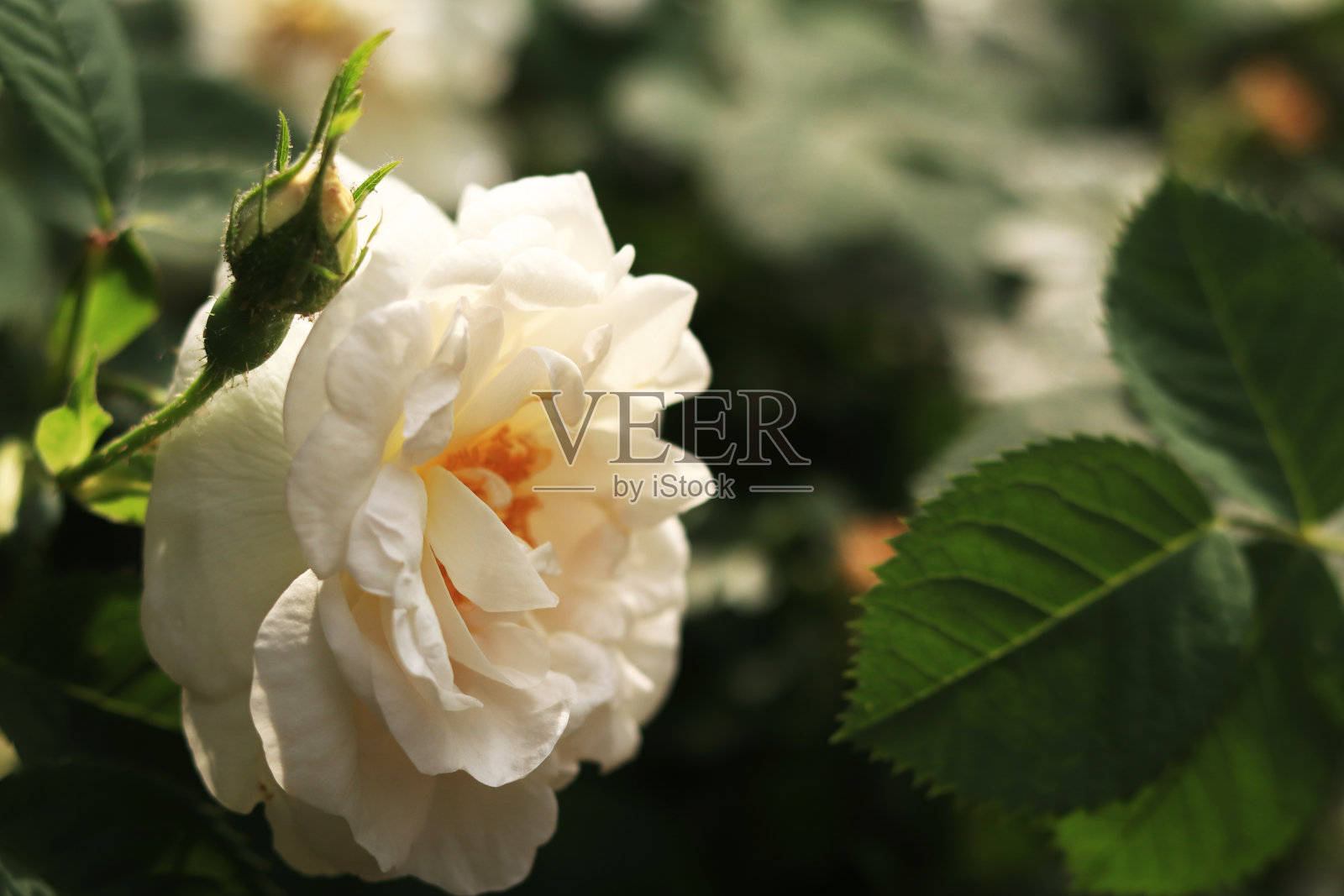 盛开的白玫瑰，花的特写照片摄影图片