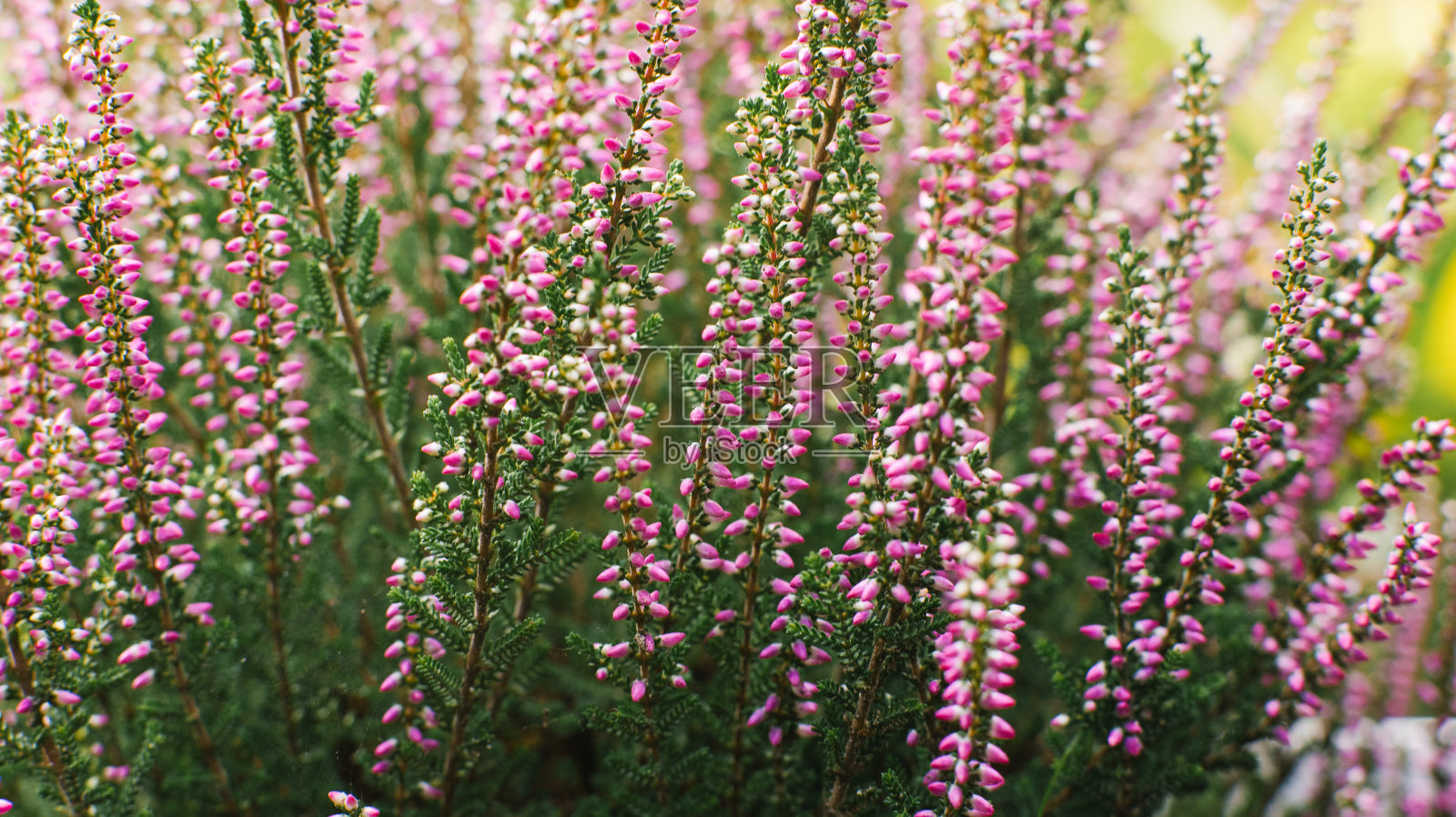 丁香粉红色的石南花在秋天的花园特写。自然背景照片摄影图片