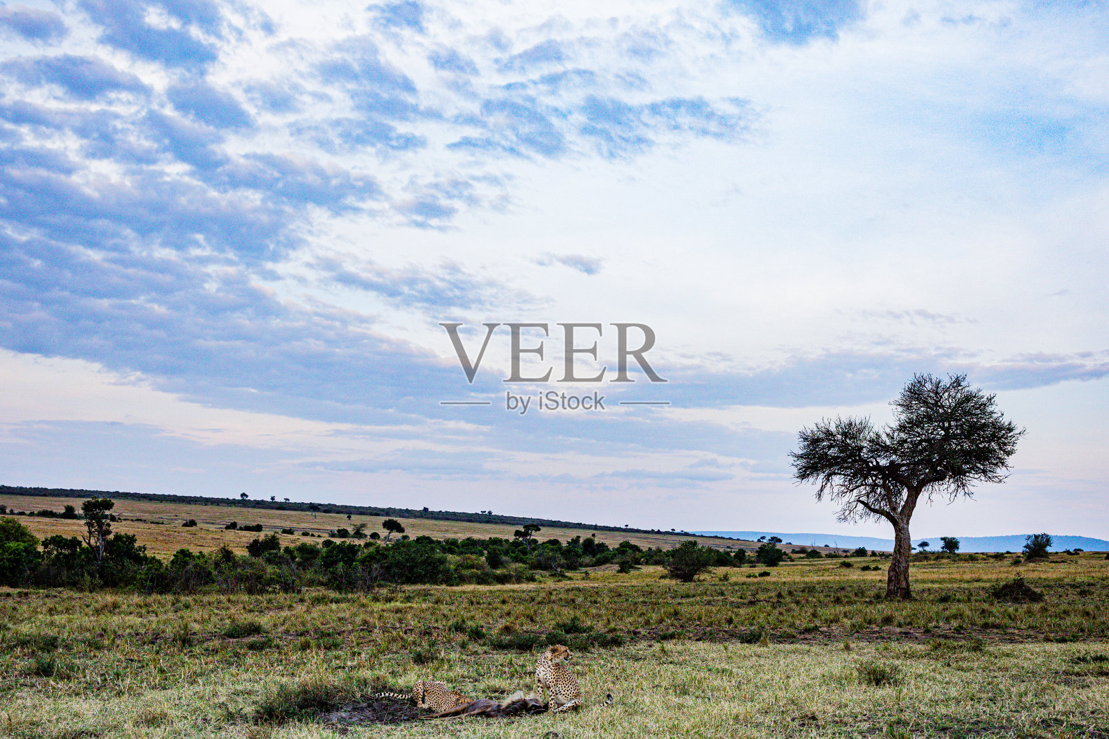 猎豹野猫野生动物稀树草原荒野马赛马拉国家公园肯尼亚东部照片摄影图片