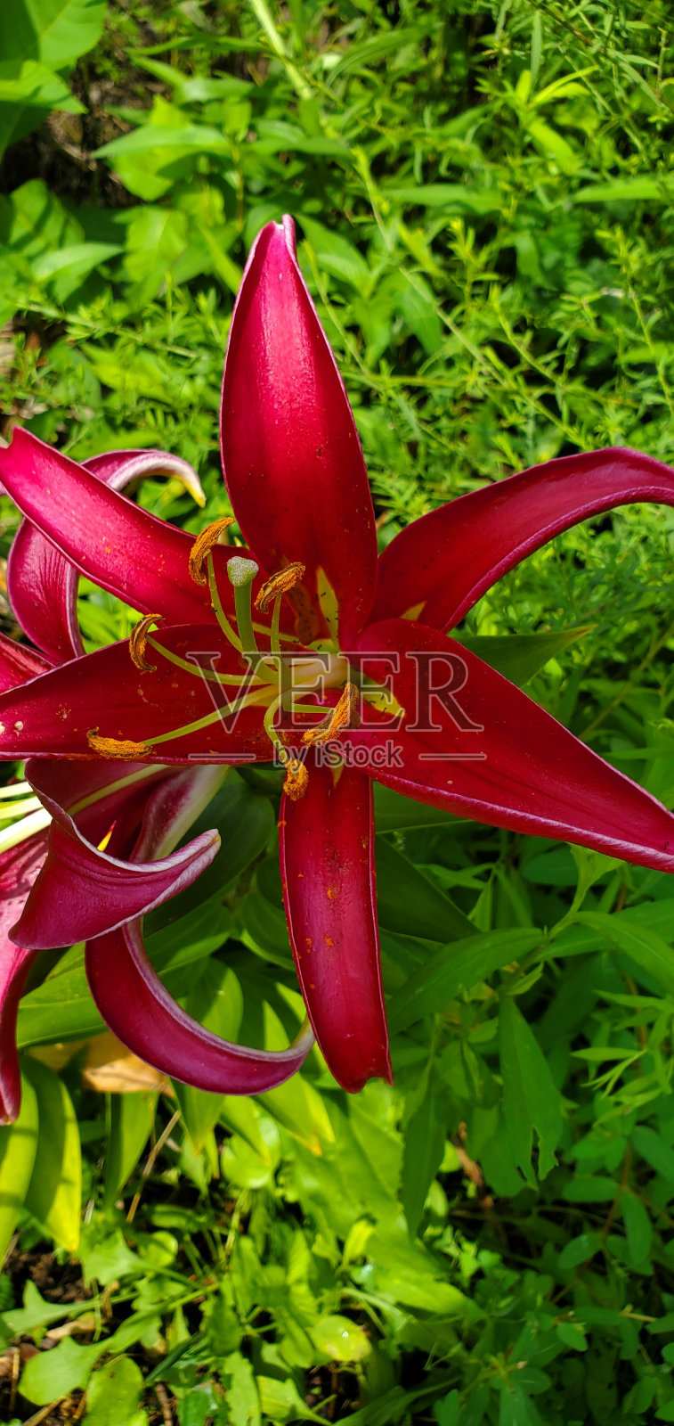 花照片摄影图片