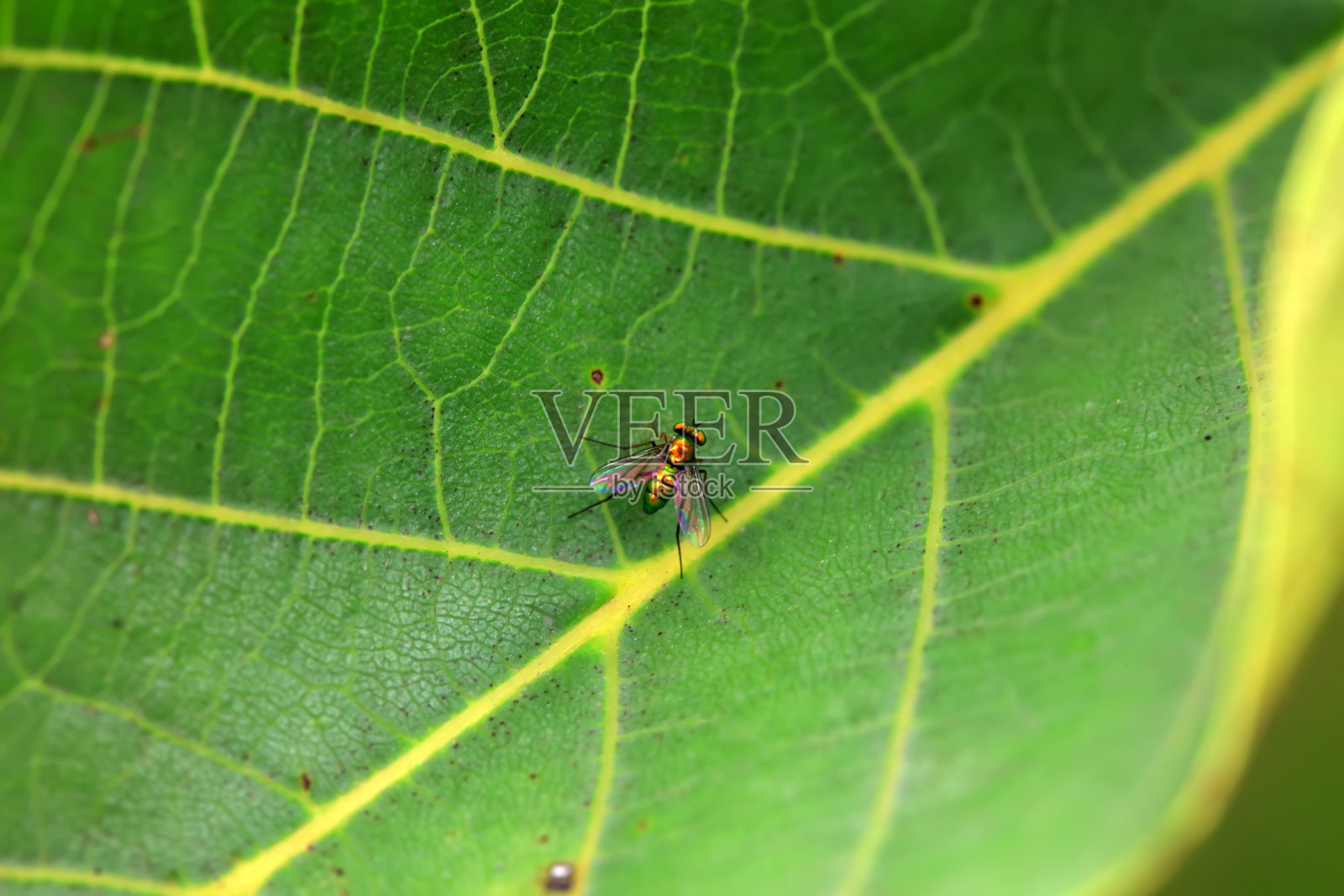 中国北方野生植物上的牛虻照片摄影图片