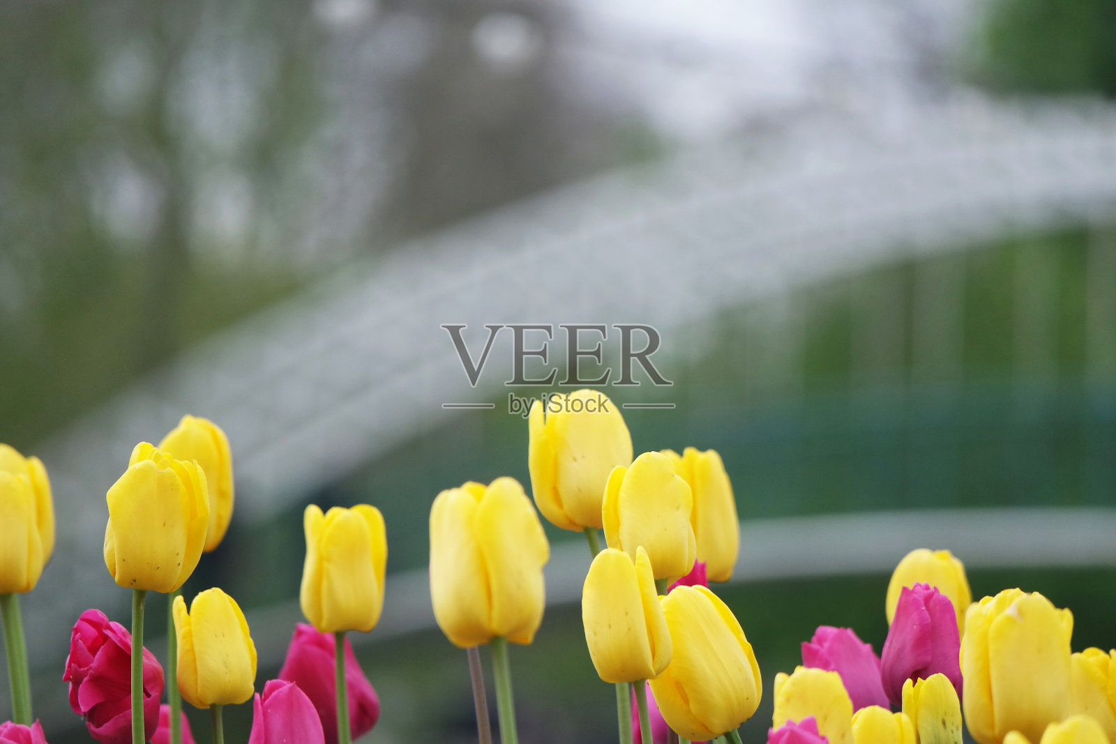 花卉和植物照片摄影图片