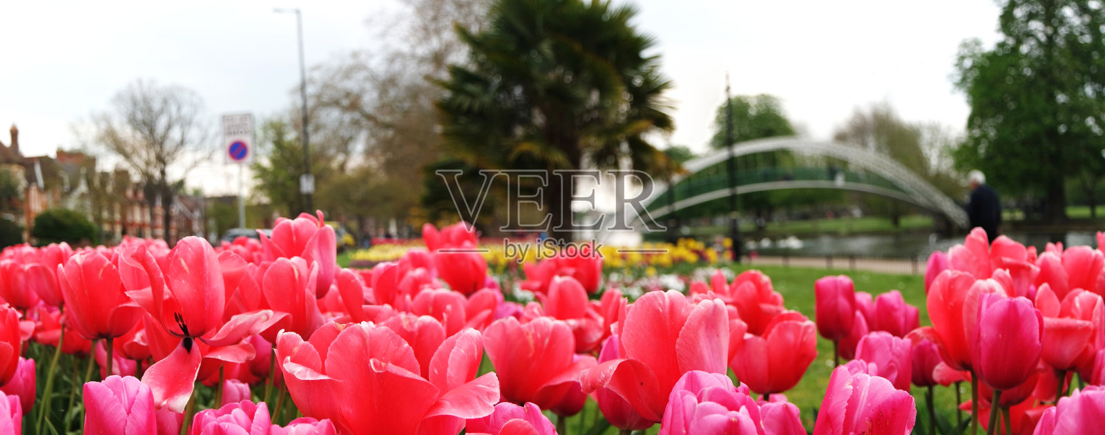 花卉和植物照片摄影图片