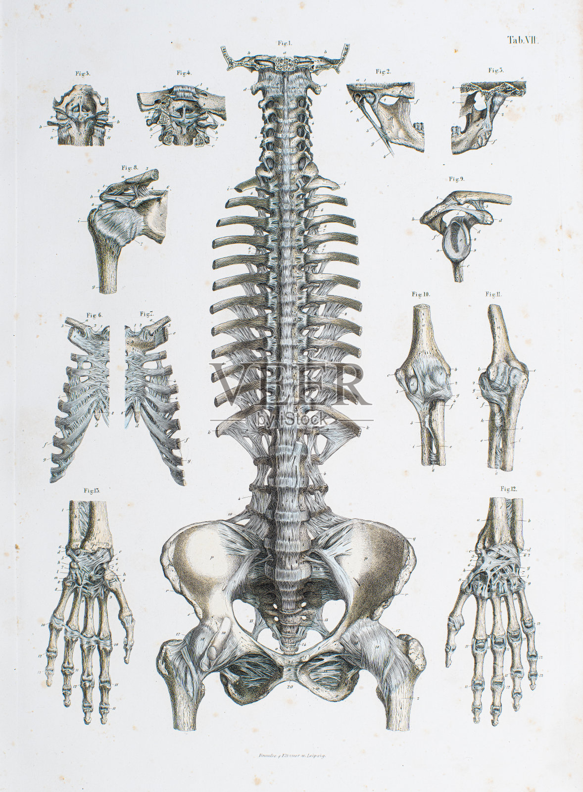 头部、脊柱、骨盆的韧带。1860年人体解剖学手图谱上的钢雕刻插画图片素材