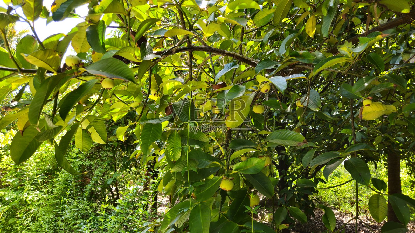 越南湄公河三角洲永隆省山竹树上的山竹果实特写。照片摄影图片
