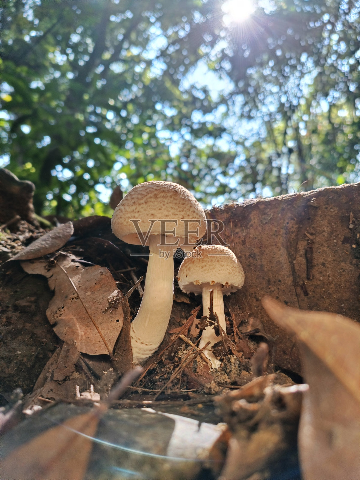 野生蘑菇照片摄影图片