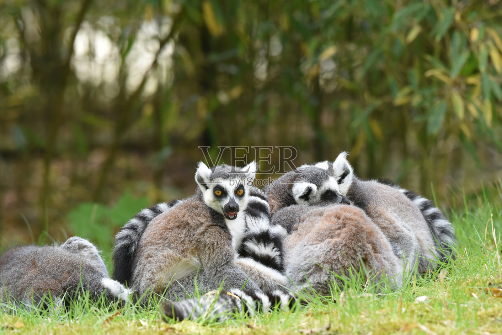 一组环尾狐猴(狐猴)，最国际公认的狐猴物种照片摄影图片