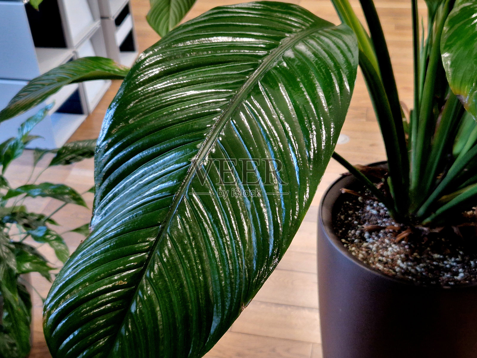 叶片抛光剂喷雾增强室内植物的装饰效果。对植物害虫有预防作用。室内植物和切花。该制剂含有油性物质，以改善叶片照片摄影图片