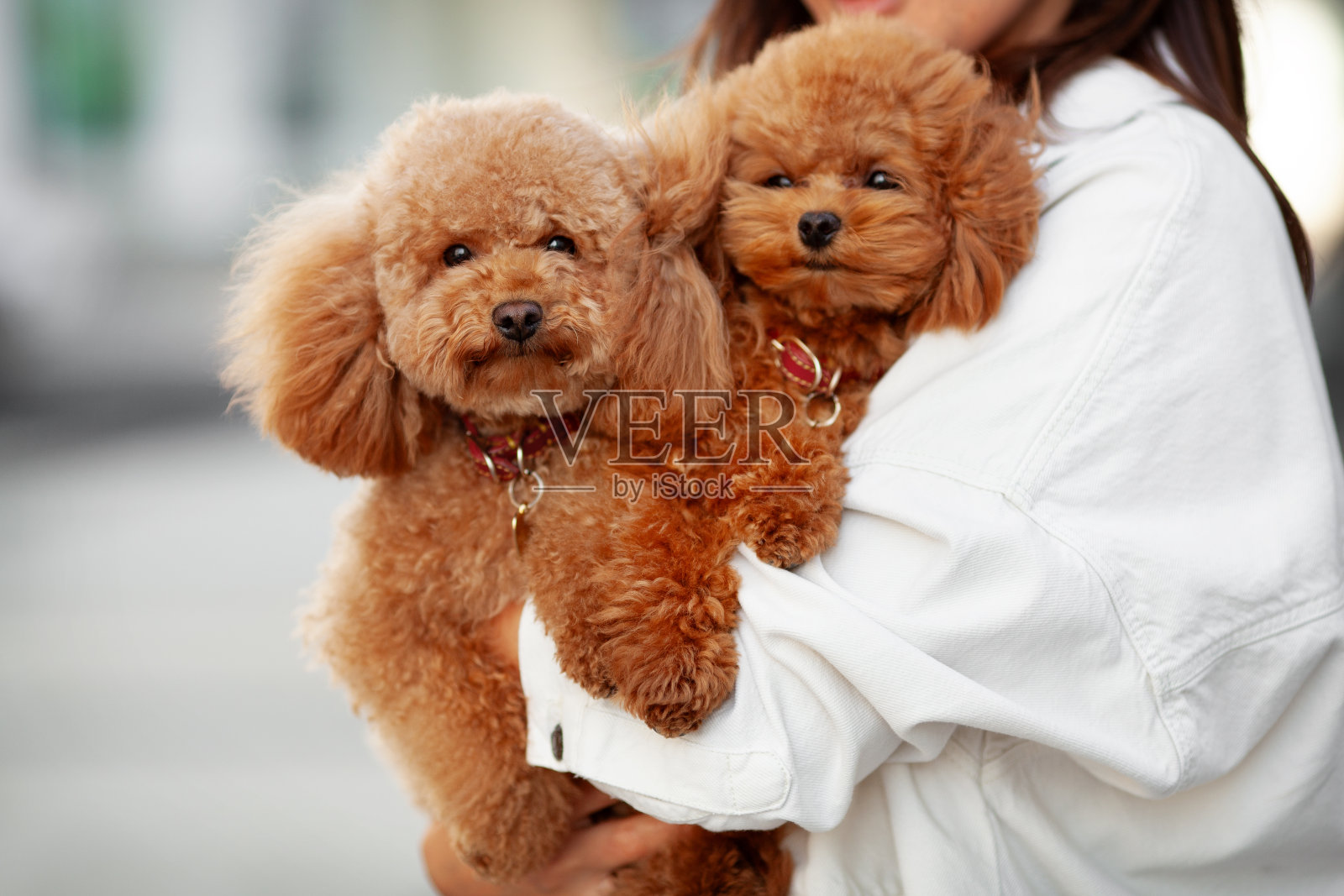 两只可爱的棕色小狮子狗在户外看着主人手上的相机。这些可爱的狗狗很可爱，打扮得很好，宠物和主人之间的感情很温暖照片摄影图片