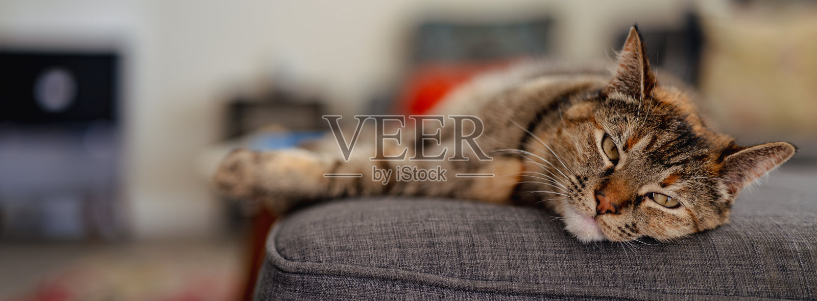 一只猫躺在沙发上，头枕在一只猫的胳膊上照片摄影图片