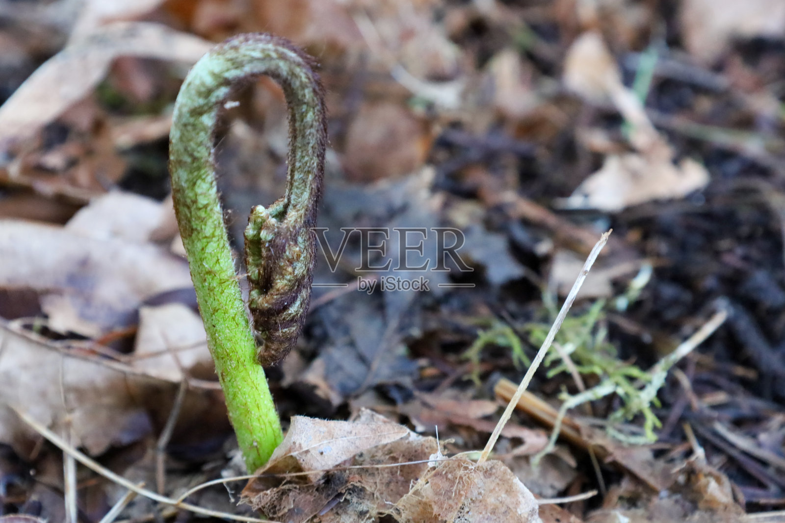 那棵绿色的小植物已经从泥土中发芽了照片摄影图片