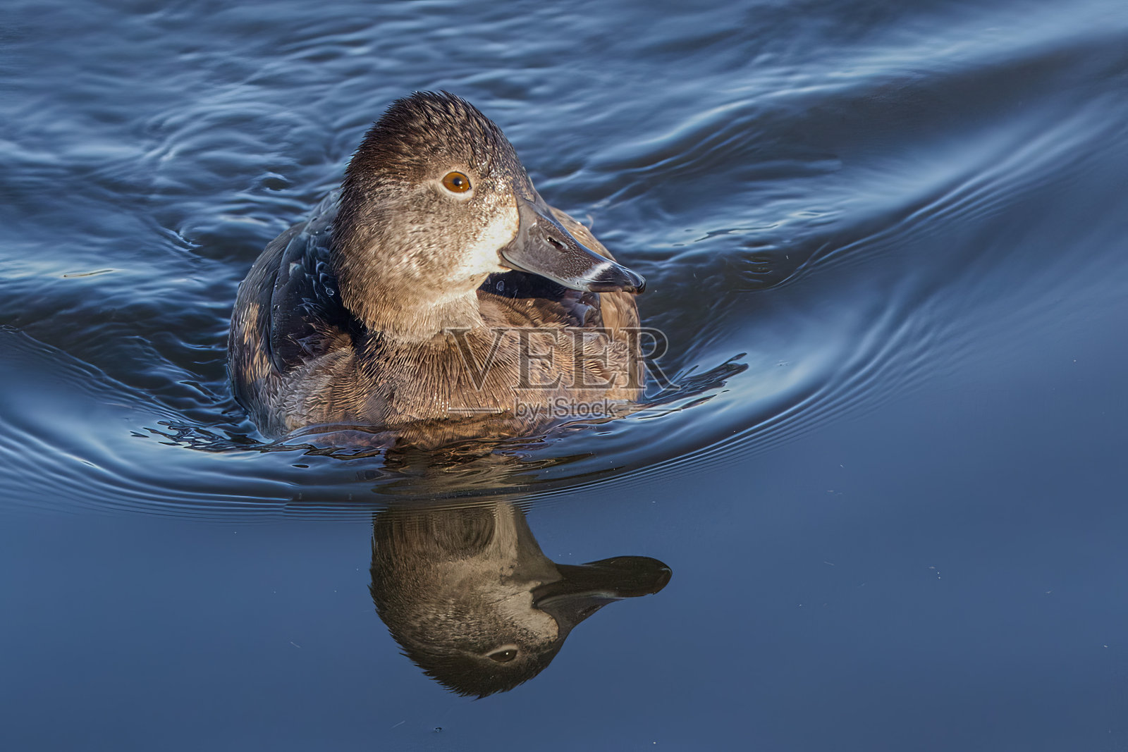 一只小鸭子在水里游来游去，溅起了水花照片摄影图片