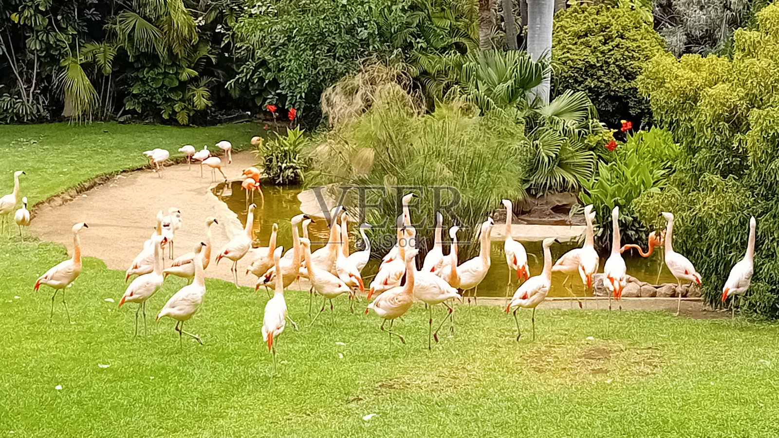 美丽的火烈鸟照片摄影图片