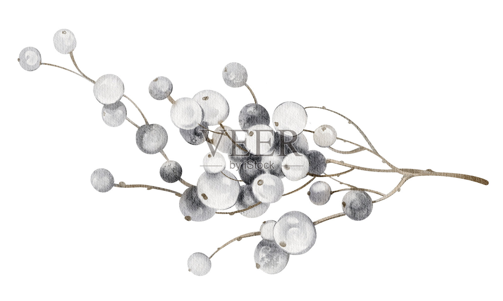 水彩槲寄生手绘插图。插画图片素材