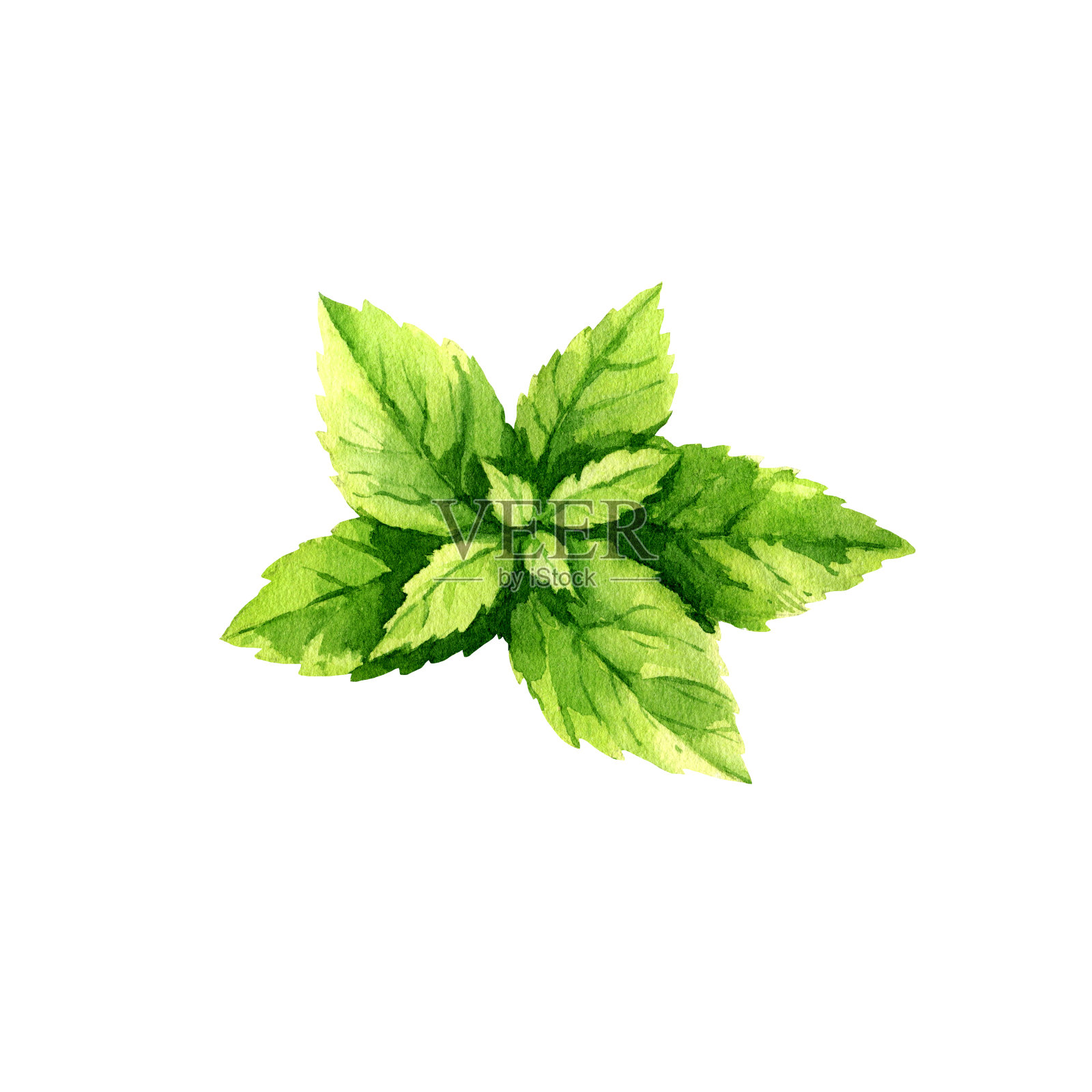 水彩清新的薄荷叶，夏季香草为清爽饮料，茶，鸡尾酒，食物插图，手绘素描风味香草孤立的白色背景，为咖啡馆，酒吧菜单插画图片素材