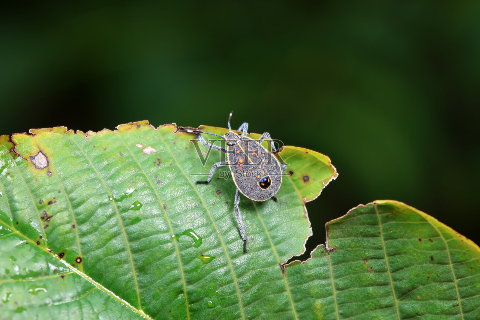 华北野外的半翅目昆虫照片摄影图片