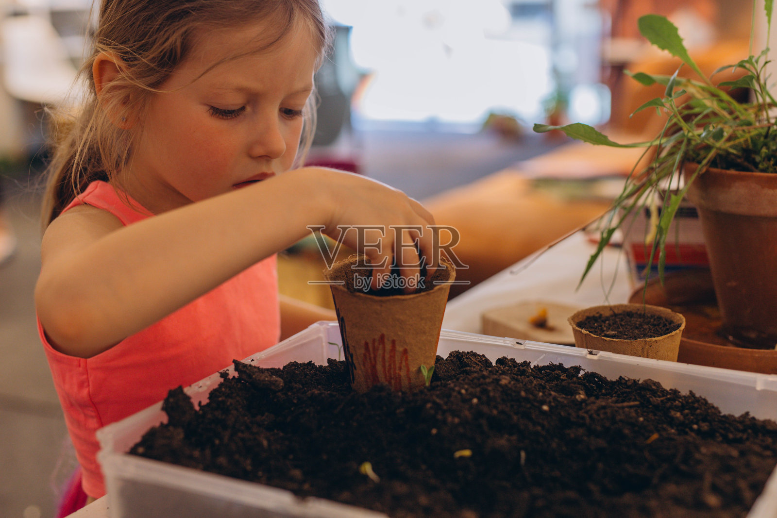 女孩在可回收的小泥炭盆、育苗容器中播种育苗。孩子学会成长照片摄影图片