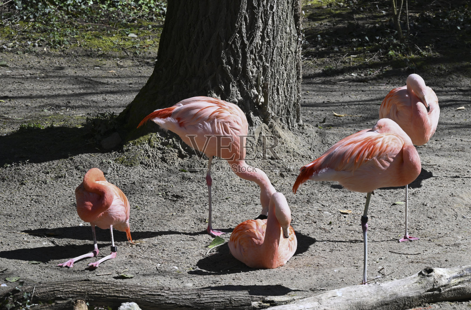 瑞士苏黎世动物园里的智利火烈鸟照片摄影图片