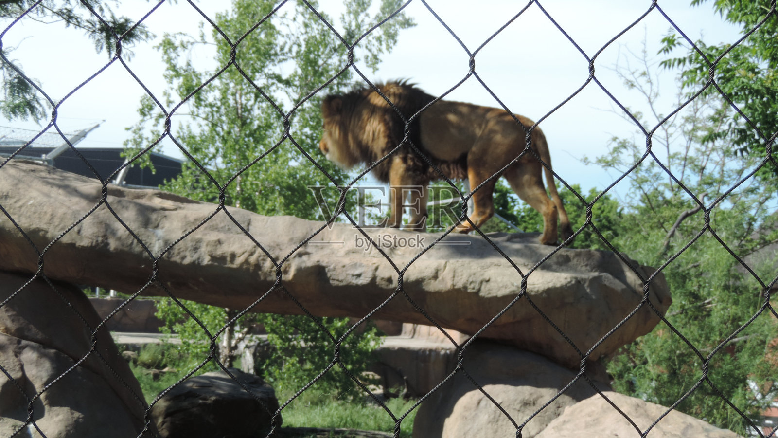 丛林之王照片摄影图片