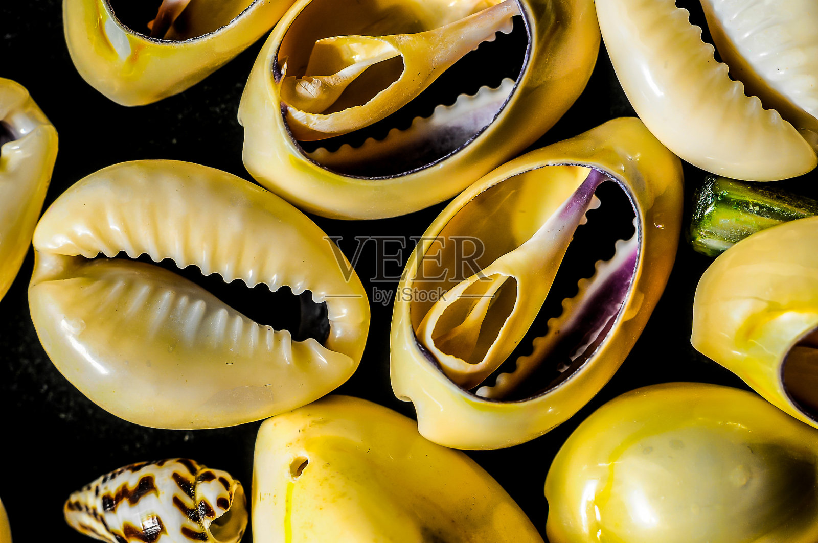 带黄色的贝壳集合照片摄影图片