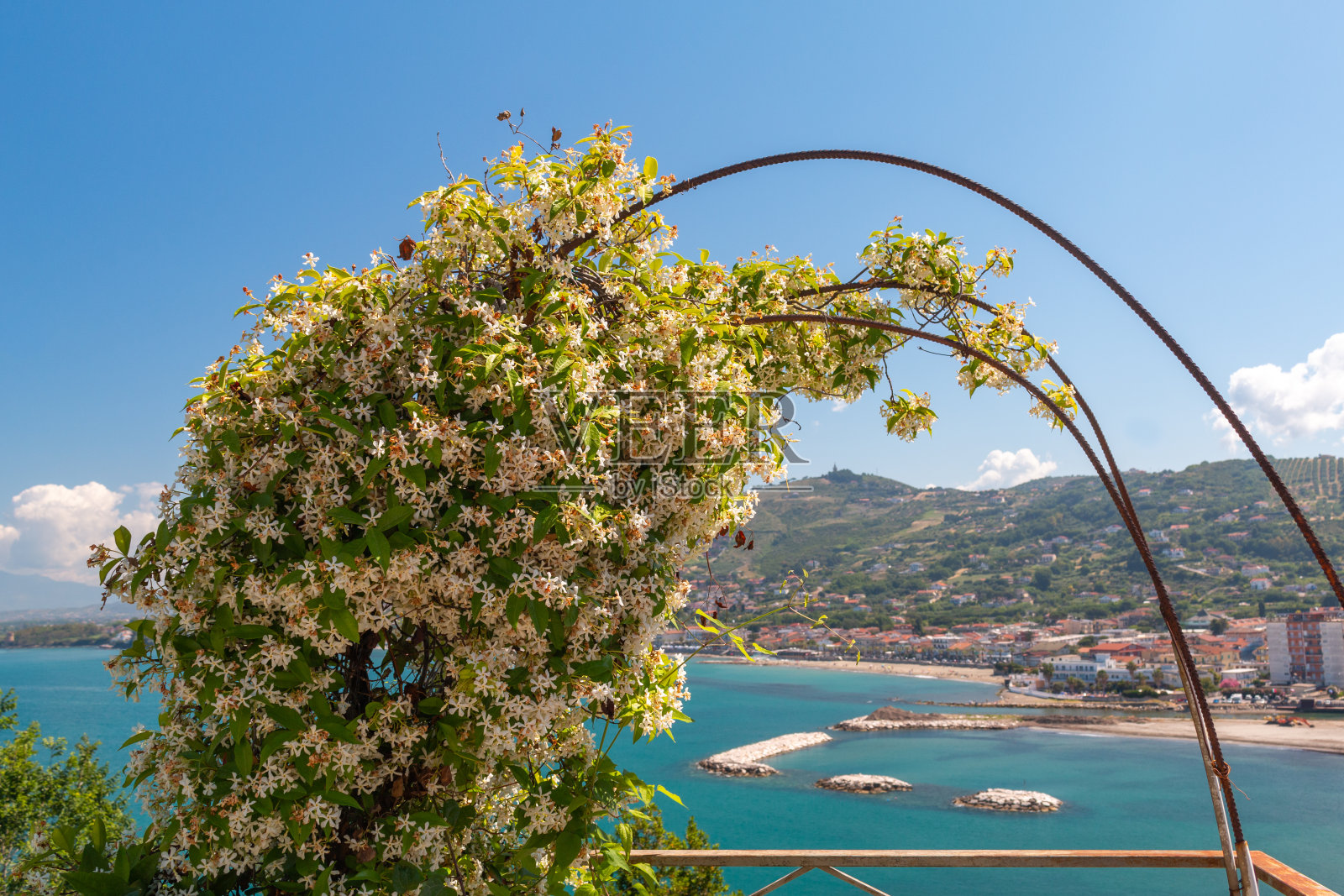 茉莉花长在拱门上照片摄影图片