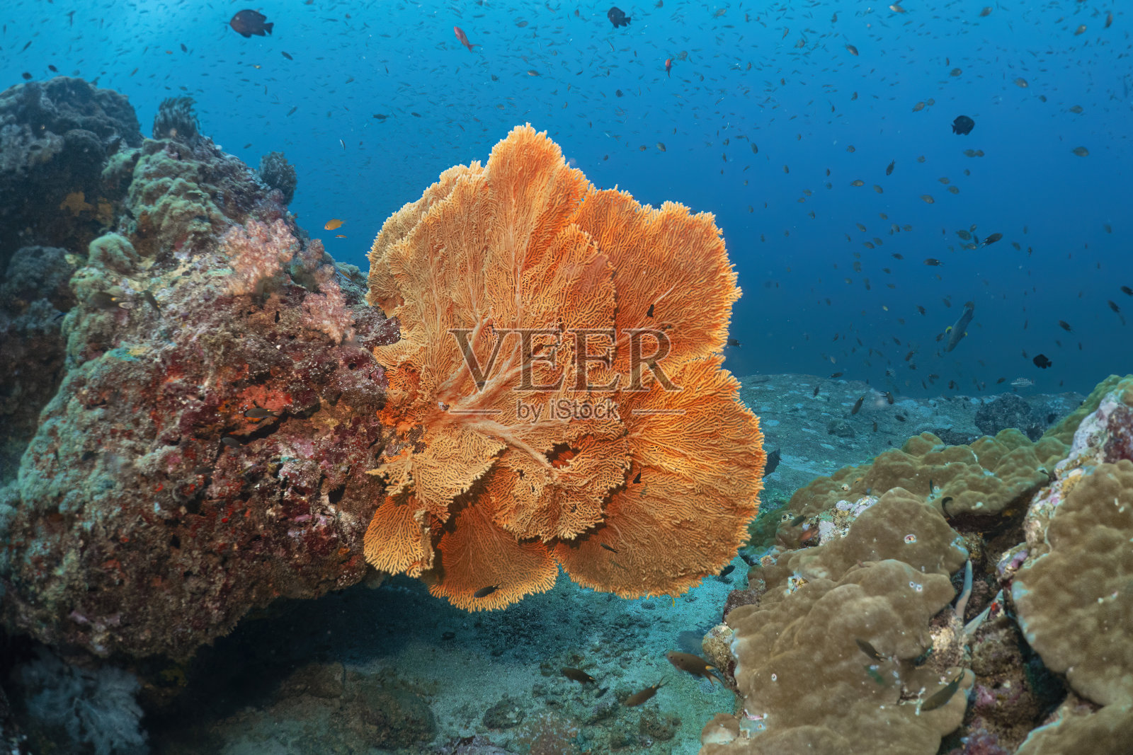 美丽的海扇珊瑚礁和许多鱼类摄影在深海潜水探索旅游活动水下蓝色背景景观在安达曼海，泰国照片摄影图片