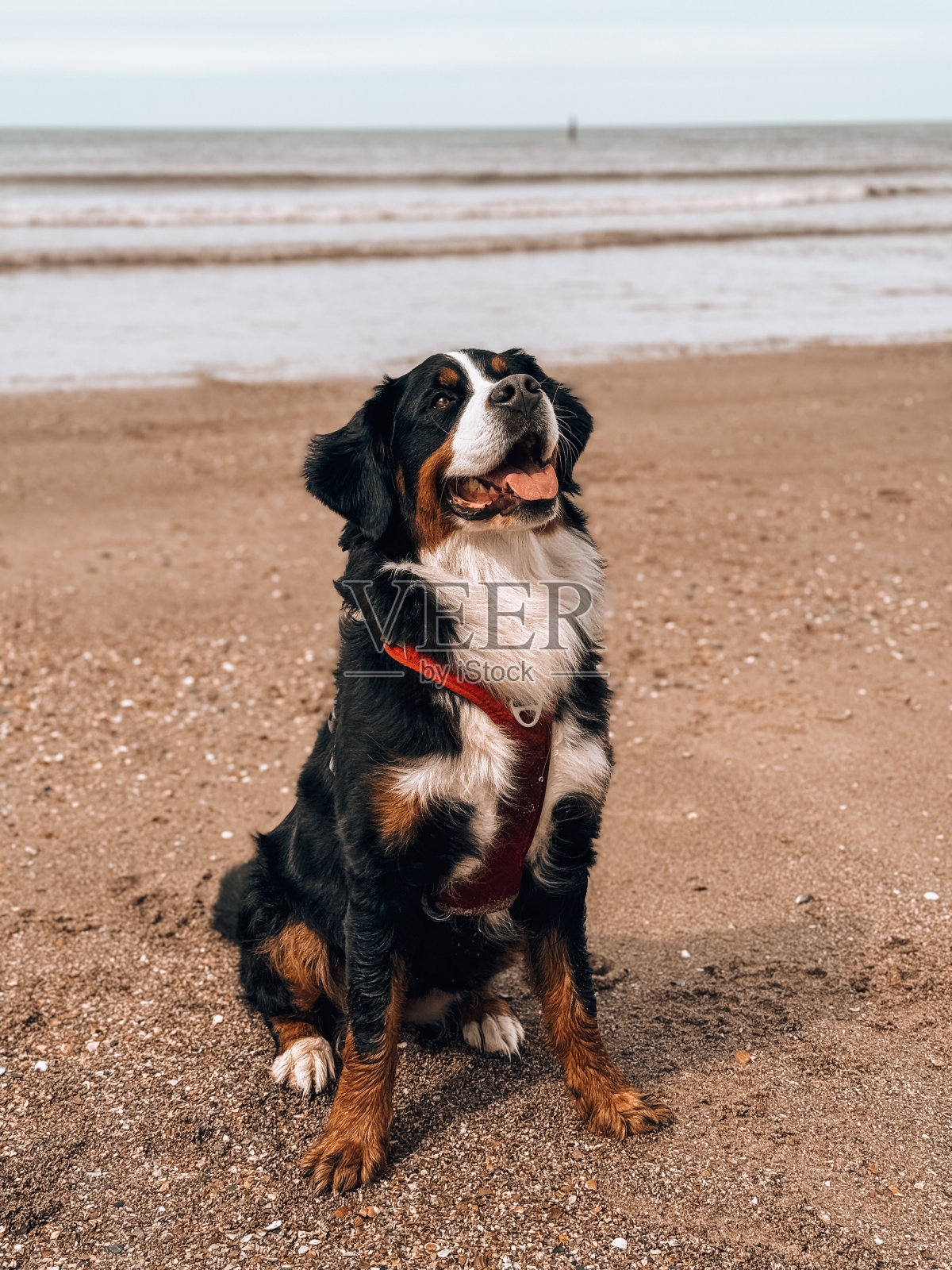 伯尔尼山狗海滩照片摄影图片