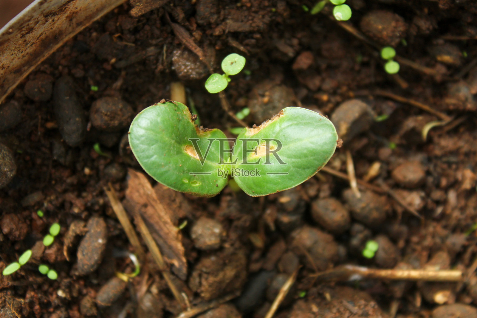 豆苗在生长。环境的概念照片摄影图片