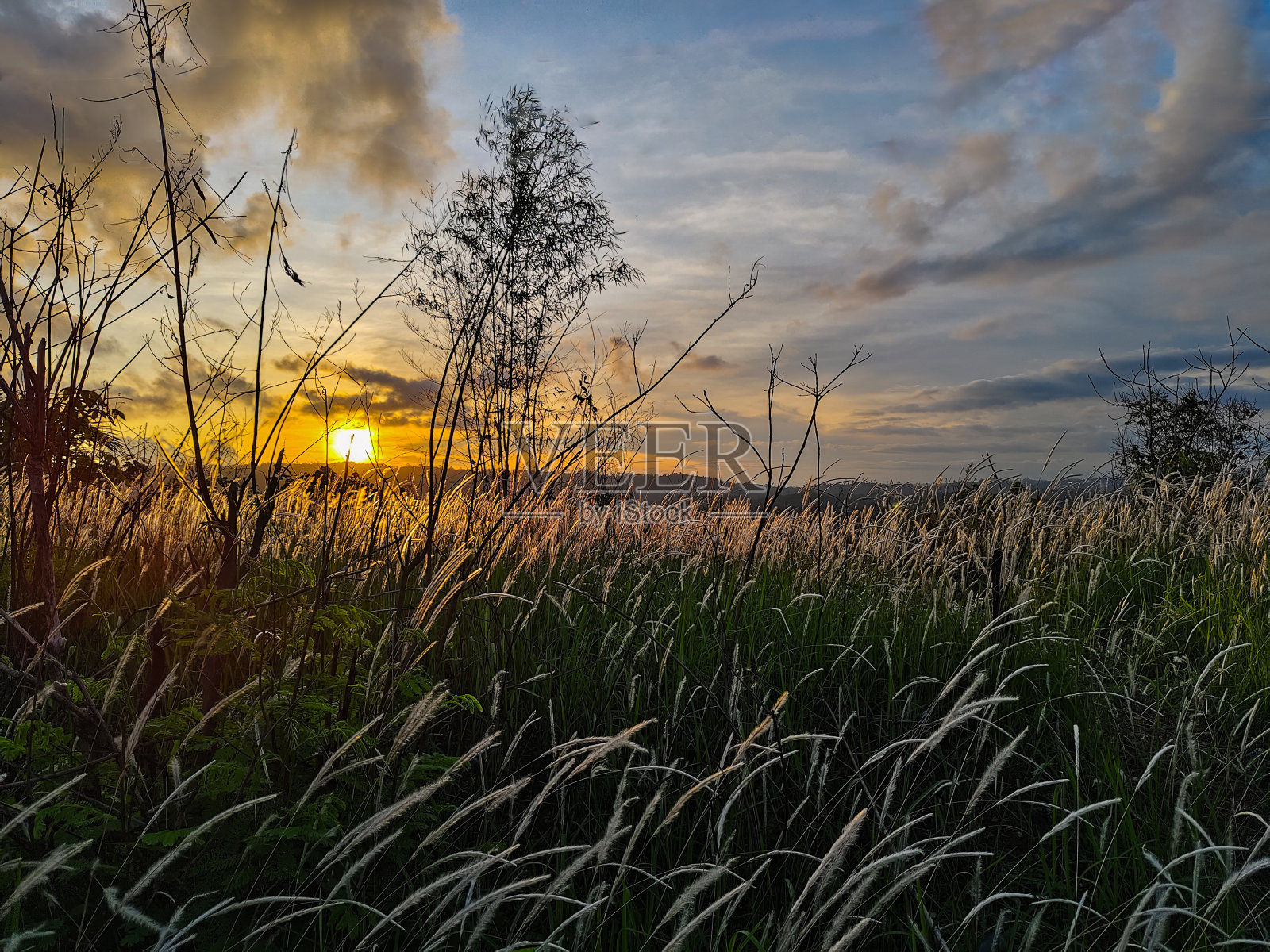 杂草的剪影在夕阳的背景下照片摄影图片