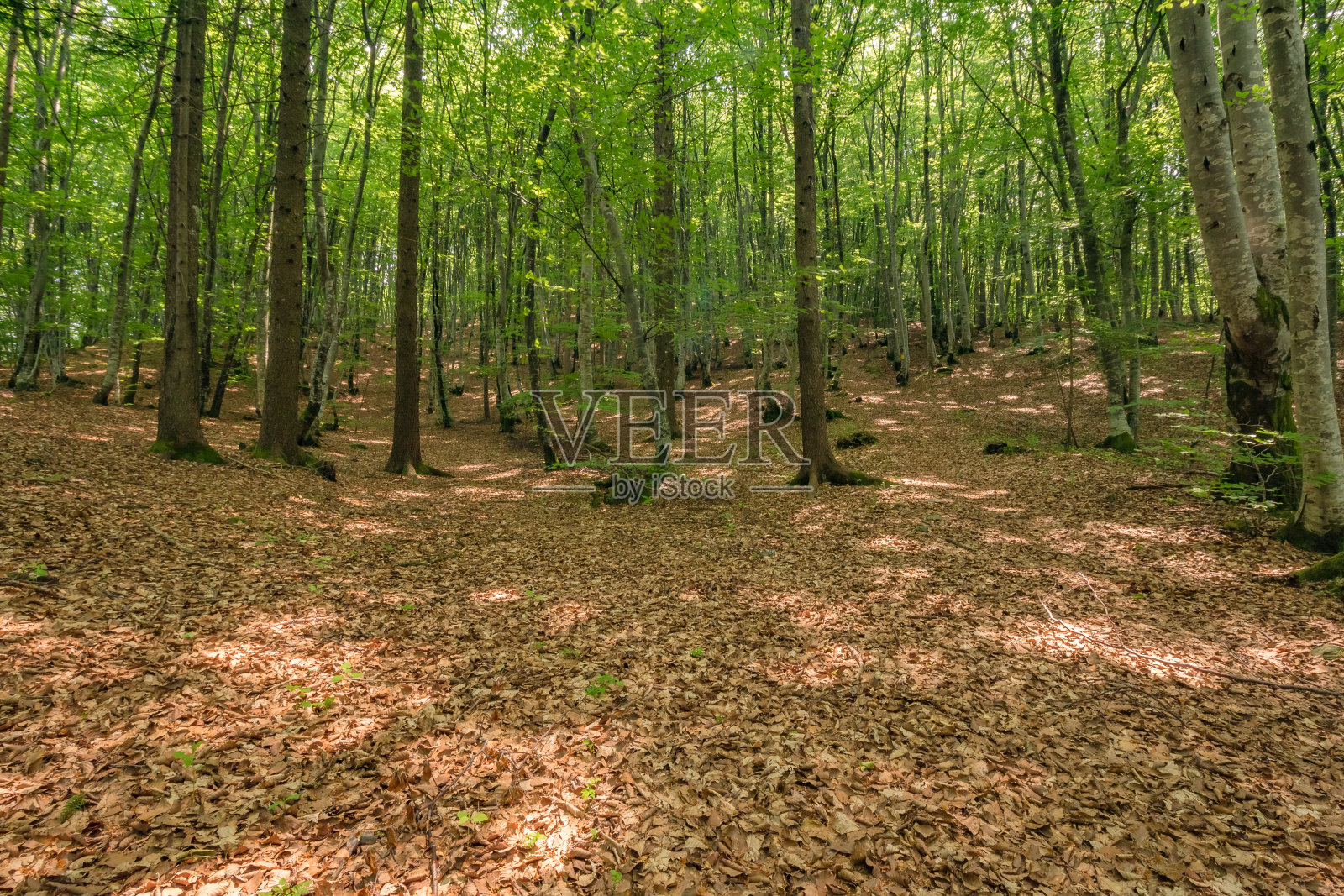 美丽的森林景观，从Fusea在弗留利威尼斯朱利亚，意大利照片摄影图片