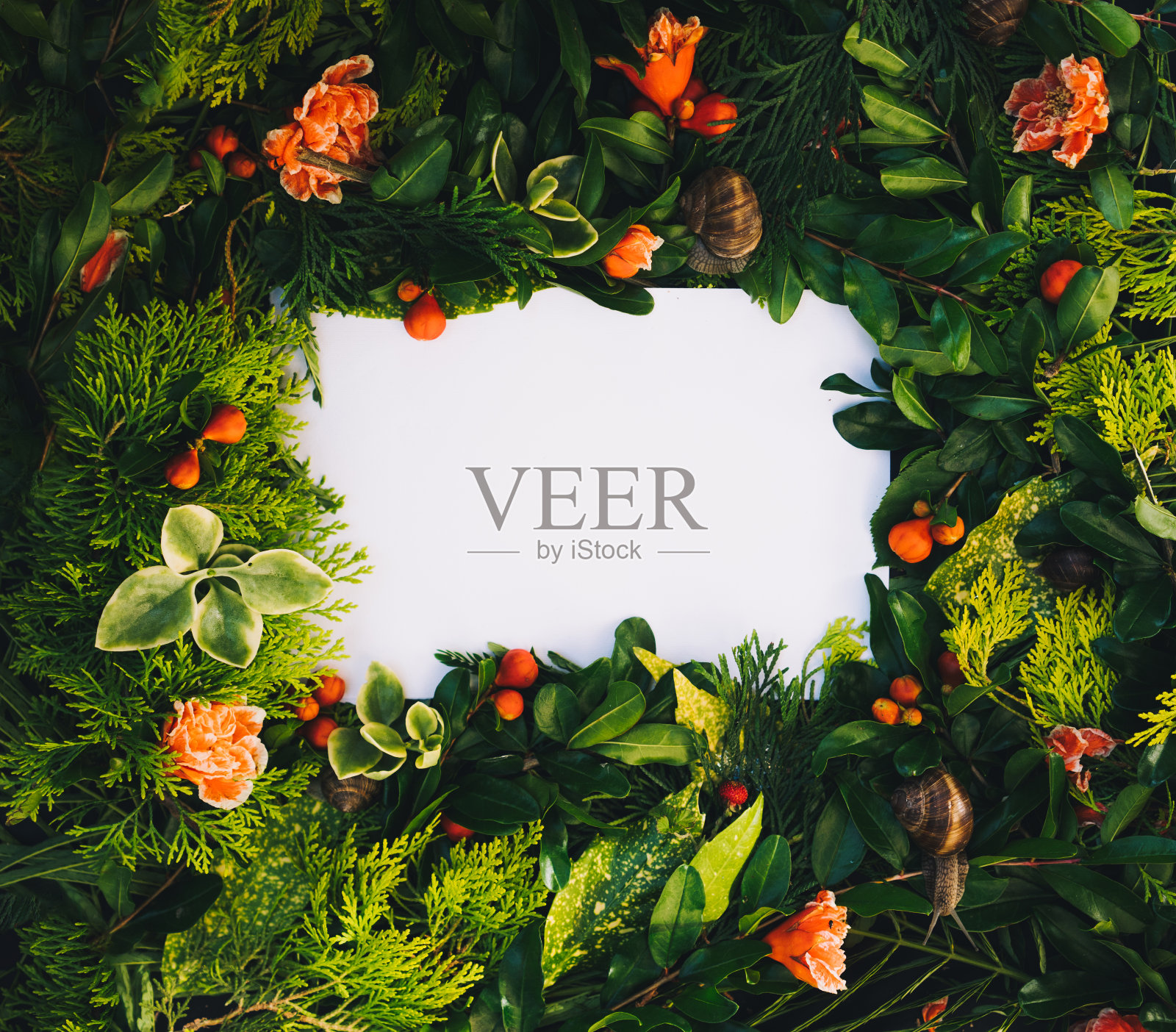 丛林框架照片摄影图片